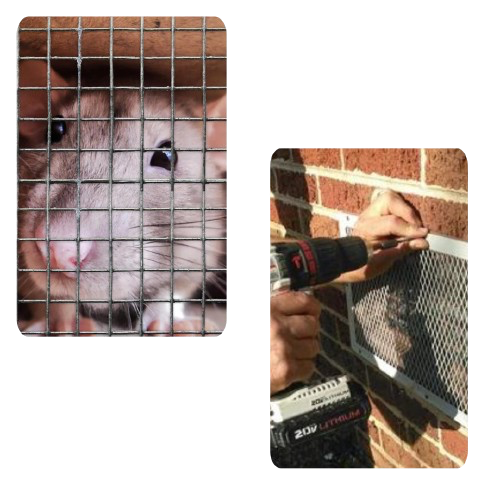 rodents proofing